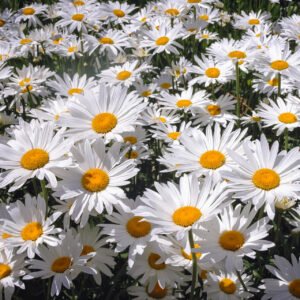 Alaska Shasta Daisy (Leucanthemum superbum alaska)