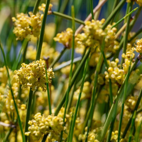 American Ephedra (Ephedra nevadensis) Perennial